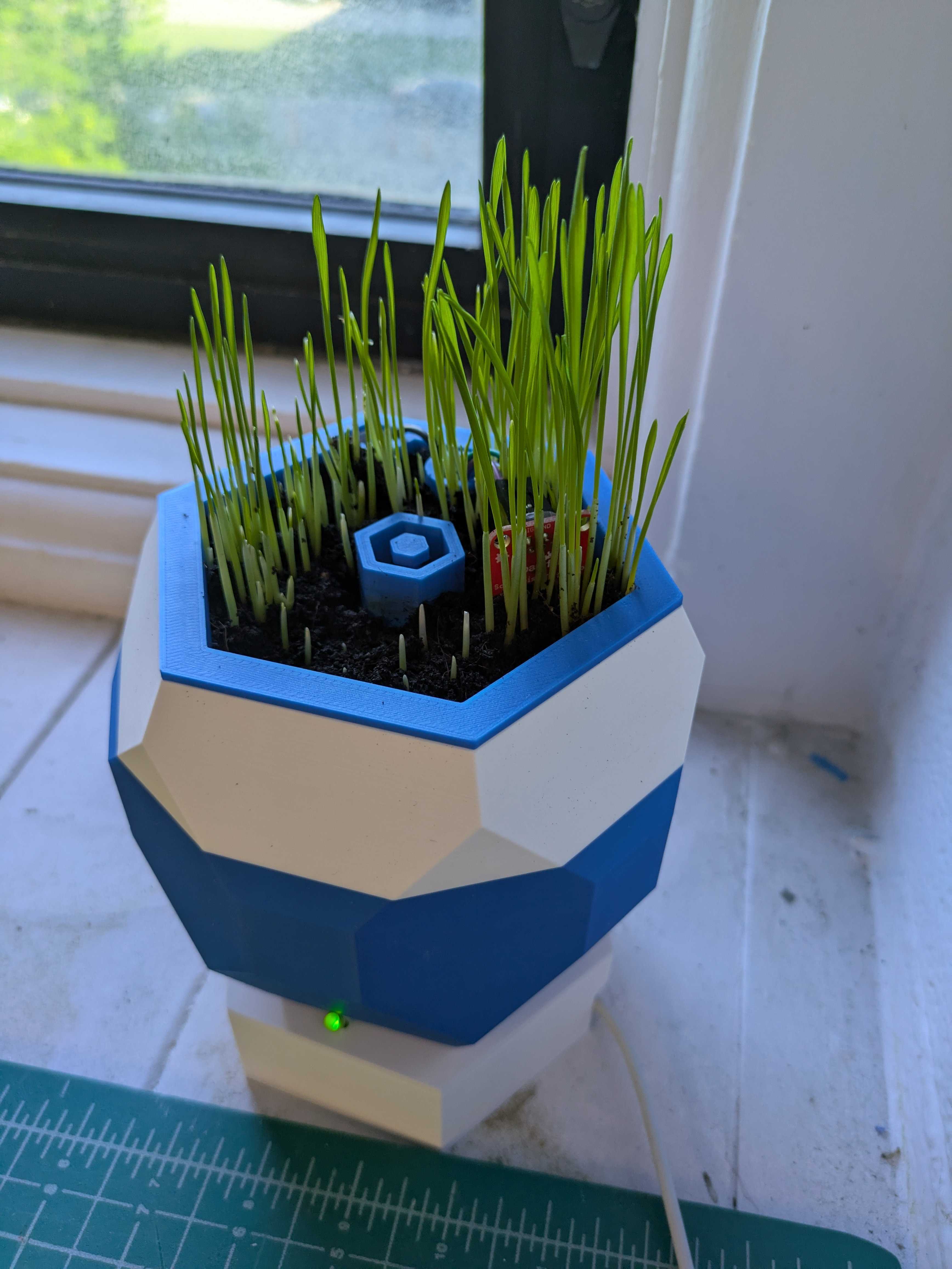 Self Watering Plant